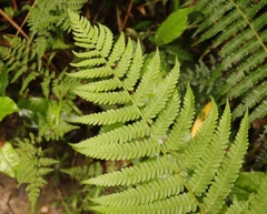 Amauropelta bergiana