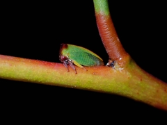 Sextius virescens
