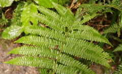 Amauropelta bergiana