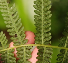 Amauropelta bergiana