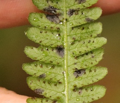 Amauropelta bergiana