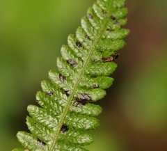 Amauropelta bergiana