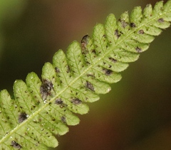 Amauropelta bergiana