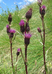 Cirsium simplex