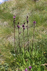 Cirsium simplex