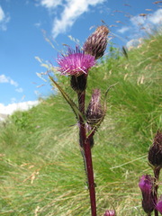 Cirsium simplex