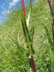 Cirsium simplex