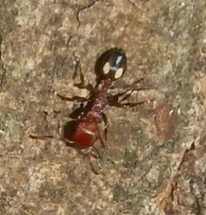 Podomyrma adelaidae