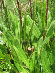Cirsium simplex