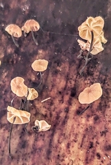 Gloiocephala