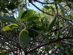 Ficus burkei