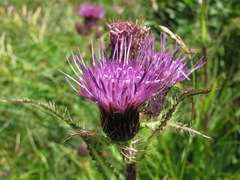 Cirsium simplex