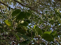 Ficus burkei