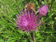 Cirsium simplex