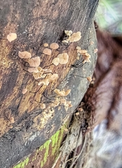 Gloiocephala