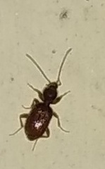 Carabidae