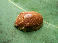 Paropsis formosa