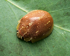 Paropsis formosa
