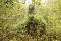 Gleichenia polypodioides