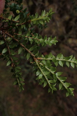 Trochocarpa gunnii