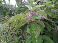 Callicarpa tomentosa