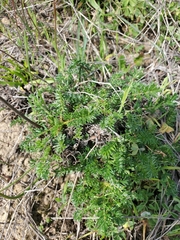 Acaena pinnatifida