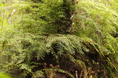 Gleichenia polypodioides