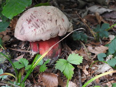 Rubroboletus