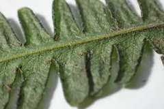 Amauropelta bergiana