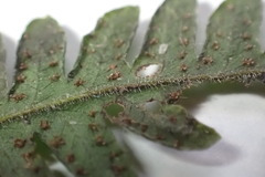 Amauropelta bergiana