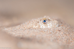 Torquigener flavimaculosus