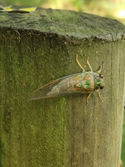 Amphipsalta zelandica