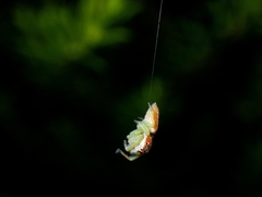 Opisthoncus abnormis