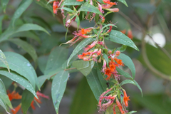 Woodfordia fruticosa