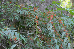 Woodfordia fruticosa