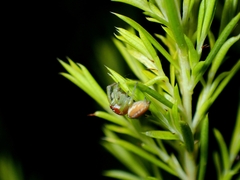 Opisthoncus abnormis