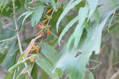 Woodfordia fruticosa