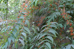 Woodfordia fruticosa