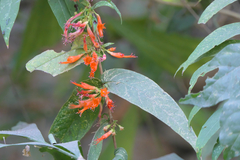 Woodfordia fruticosa