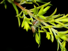 Opisthoncus abnormis