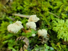 Cordyceps sinclairii