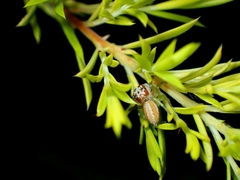 Opisthoncus abnormis