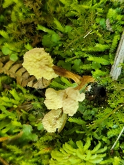 Cordyceps sinclairii