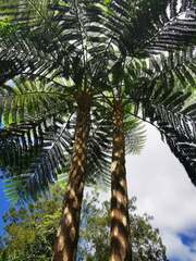 Sphaeropteris intermedia