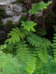 Pleopeltis polypodioides burchellii