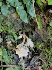 Cordyceps sinclairii