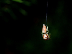 Opisthoncus abnormis