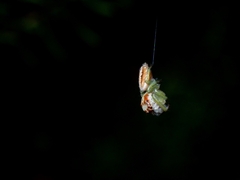 Opisthoncus abnormis