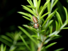 Opisthoncus abnormis