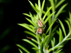 Opisthoncus abnormis